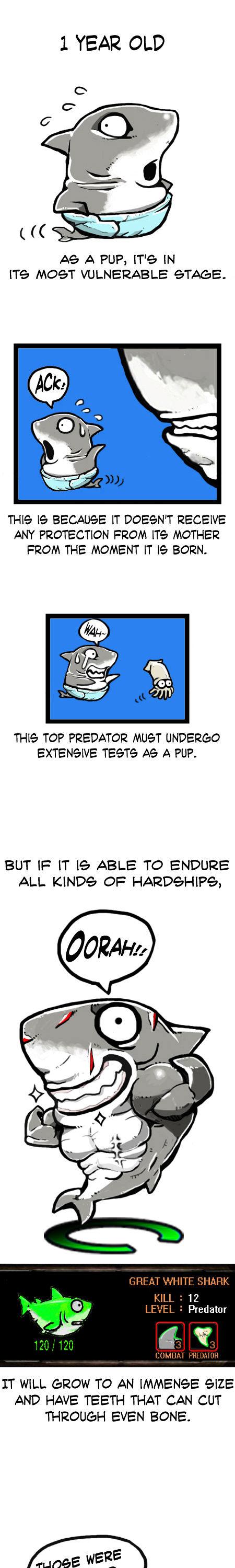 Earth, Human, and Animal Chapter 8 page 4 - Chapter 8 : the Great White Shark,an Apex Predator