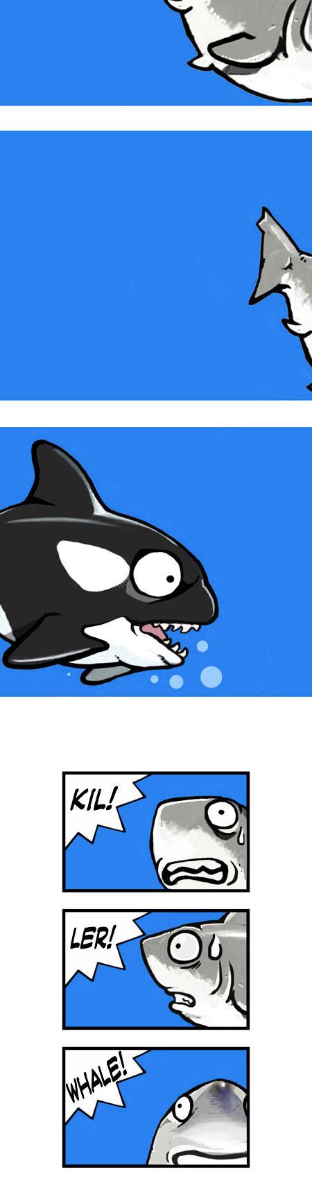 Earth, Human, and Animal Chapter 8 page 8 - Chapter 8 : the Great White Shark,an Apex Predator