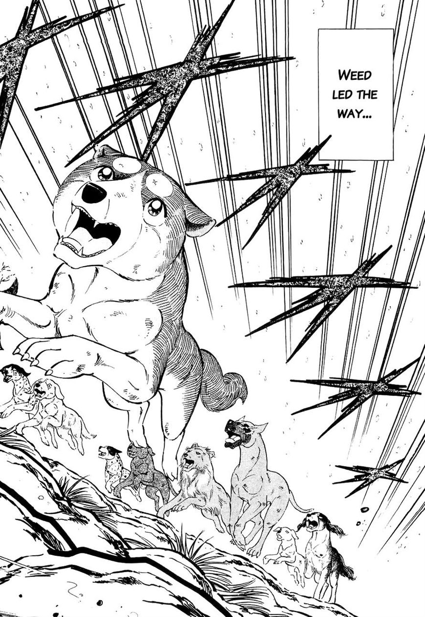Ginga Densetsu Weed Chapter 29 page 15 - Chapter 29 : A Beardog's Howl