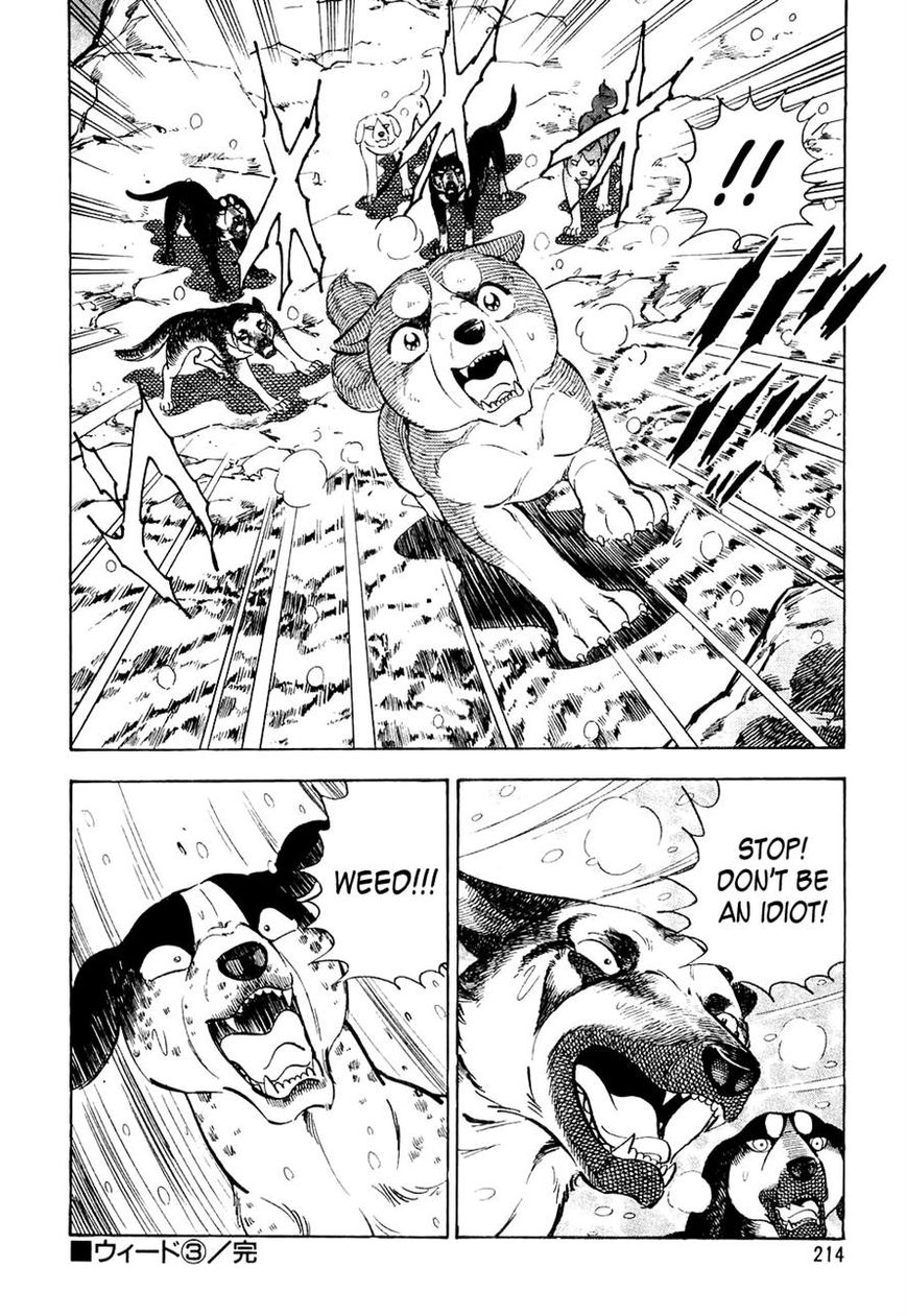 Ginga Densetsu Weed Chapter 30 page 21 - Chapter 30 : Proof of a Warrior
