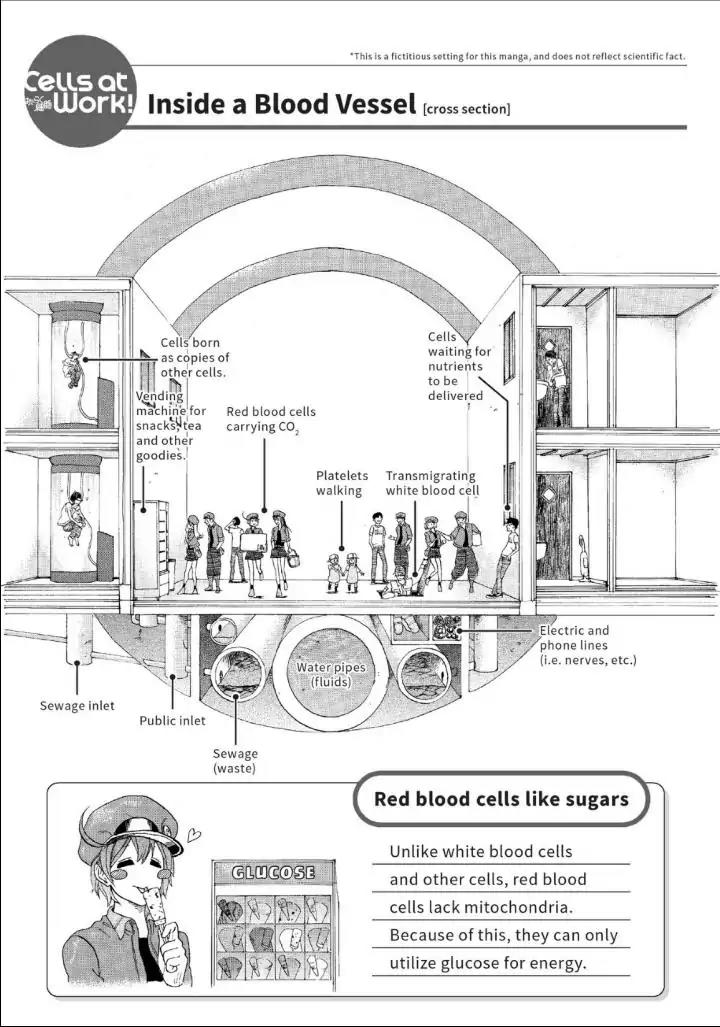 Hataraku Saibou Chapter 10 page 28 - Chapter 10: The Circulatory System