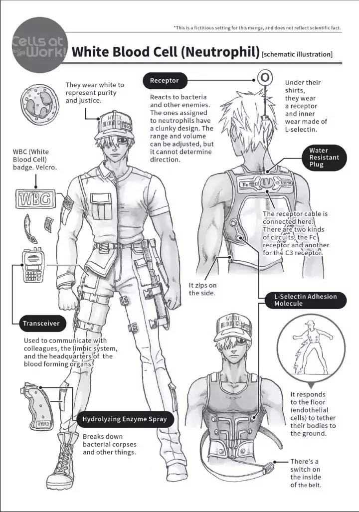 Hataraku Saibou Chapter 14 page 33 - Chapter 14: Pimple