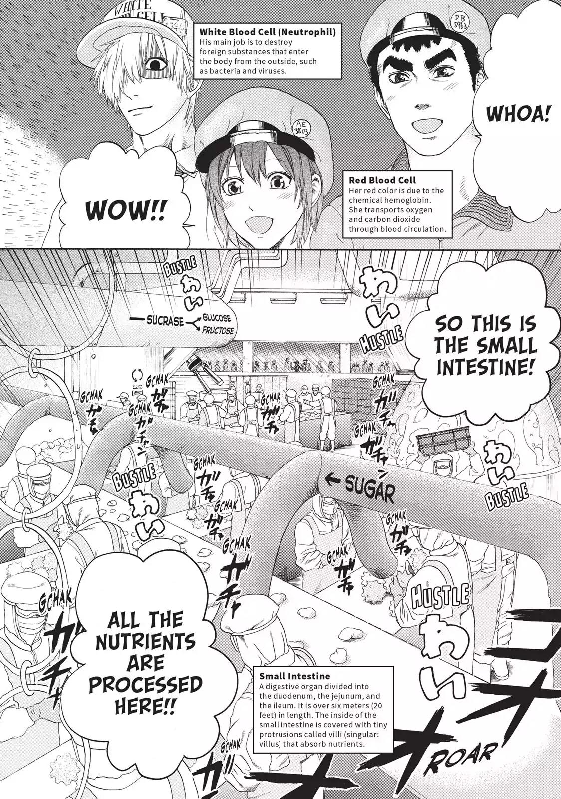 Hataraku Saibou Chapter 19 page 2 - Chapter 19: Peyer's Patch
