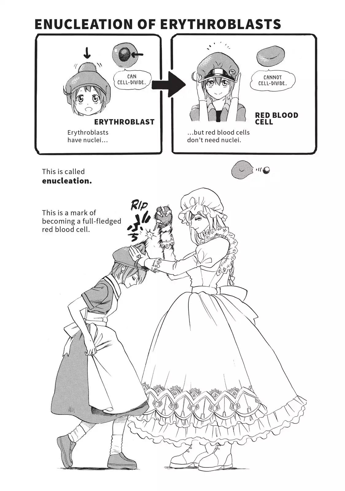 Hataraku Saibou Chapter 7 page 31 - Chapter 7: Erythroblasts and Myelocytes