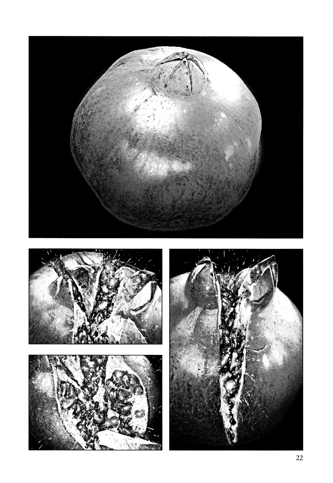 Innocent (SAKAMOTO Shinichi) Chapter 9 page 23 - Chapter 9 : Pomegranate
