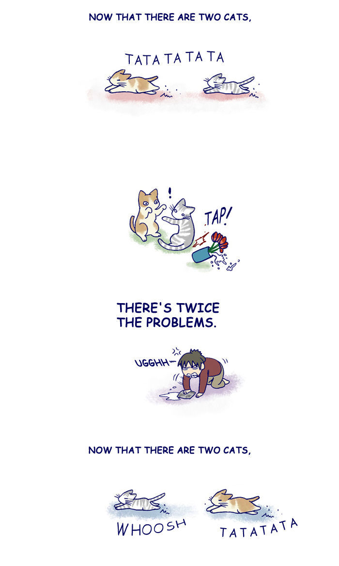 My Young Cat and My Old Dog Chapter 130 page 2 - Chapter 130 : Two Cats