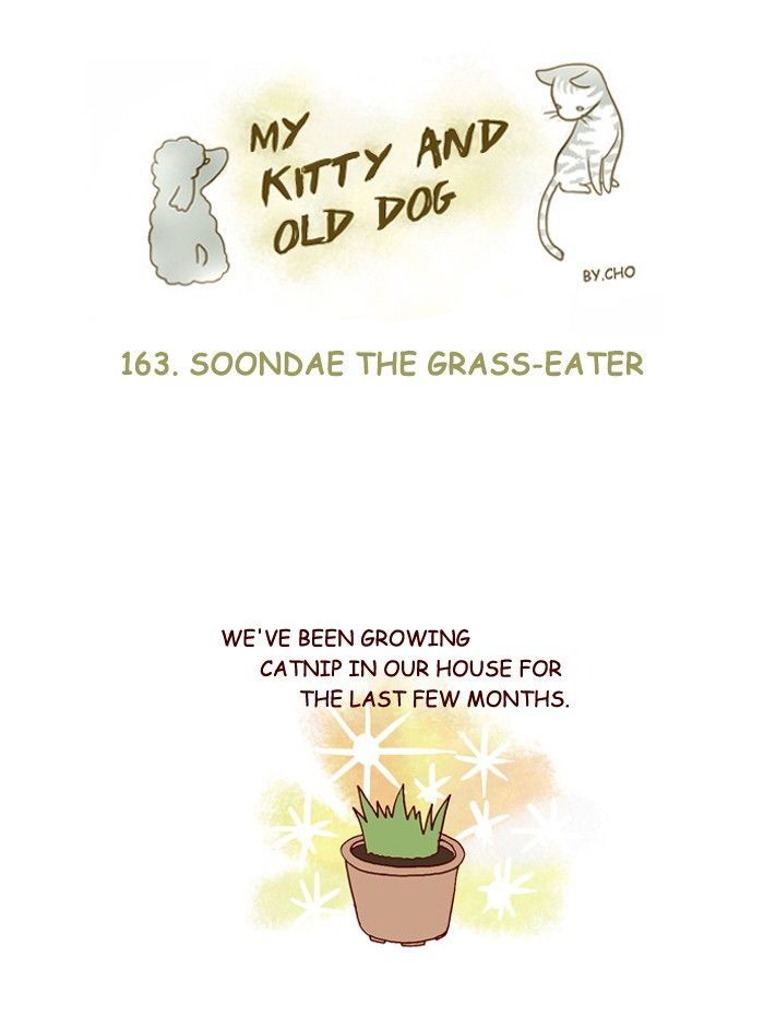 My Young Cat and My Old Dog Chapter 163 page 1 - Chapter 163