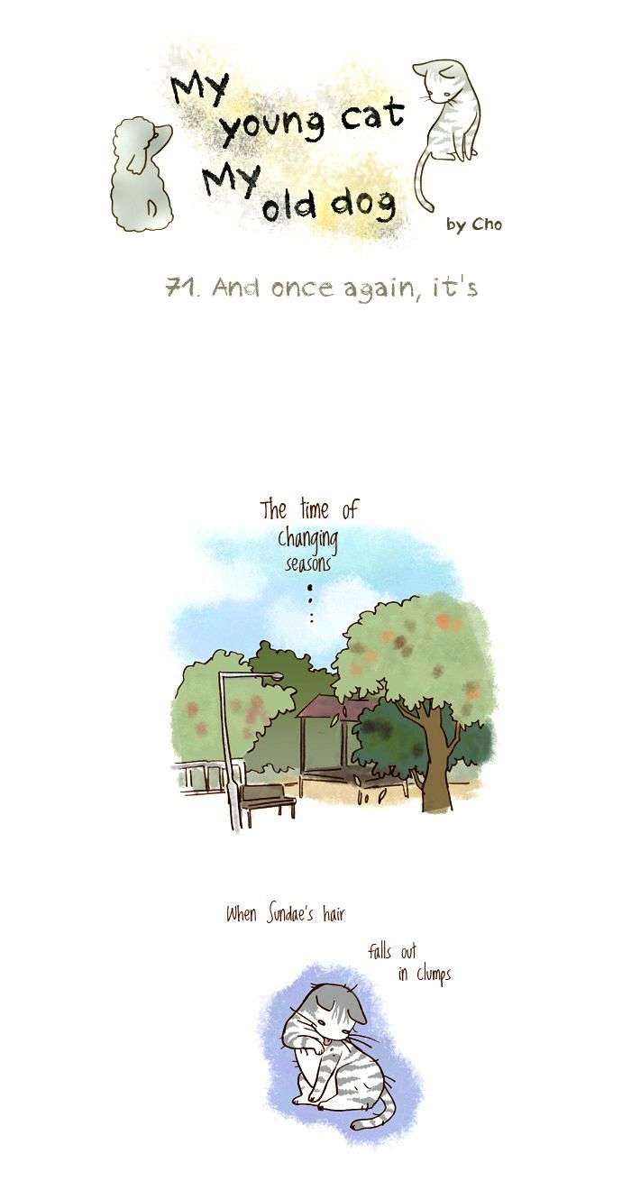 My Young Cat and My Old Dog Chapter 71 page 1 - Chapter 71 : And once again its...