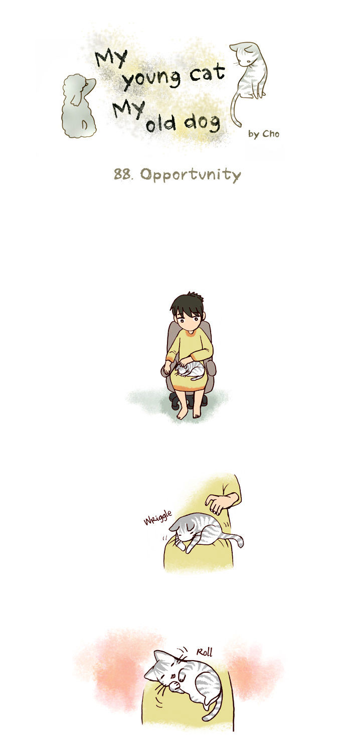 My Young Cat and My Old Dog Chapter 88 page 1 - Chapter 88 : Opportunity