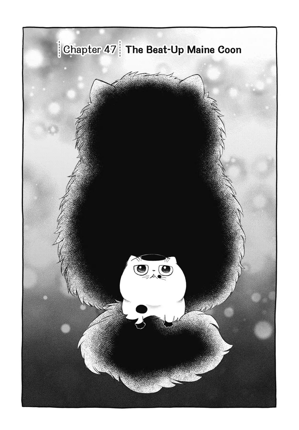 Ojisama to Neko Chapter 47 page 1 - Chapter 47: The Beat-Up Maine Coon