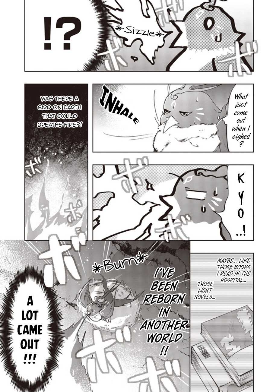 Reborn as a Phoenix: A Normal Bird Can't Beat a Dragon, Right? Chapter 2 page 16 - Chapter 2