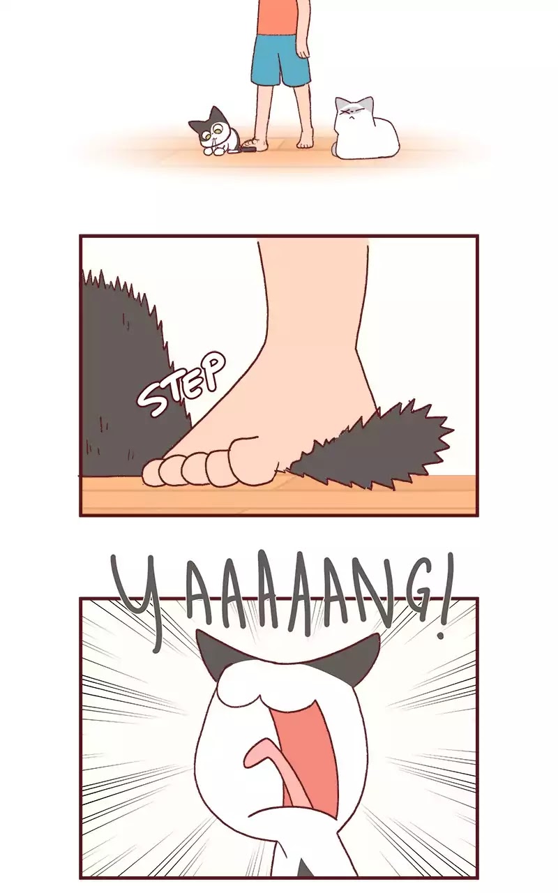 Saphie: The One-Eyed Cat Chapter 205 page 2 - Chapter 205: Walking Rules