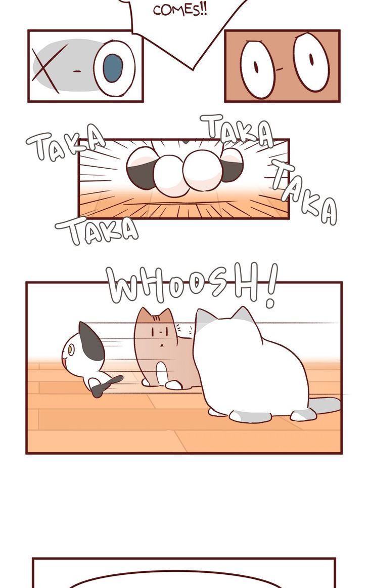 Saphie: The One-Eyed Cat Chapter 50 page 15 - Chapter 50