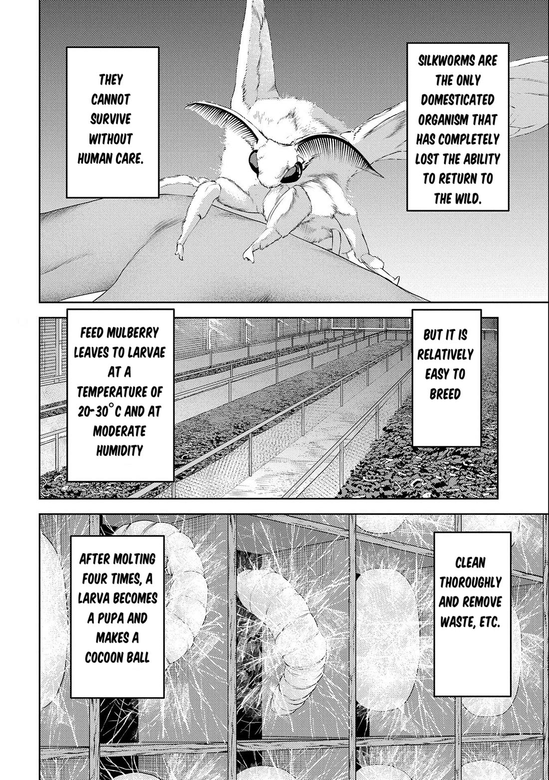 Sengoku Komachi Kurou Tan! Chapter 74 page 5 - Chapter 74: Pearl