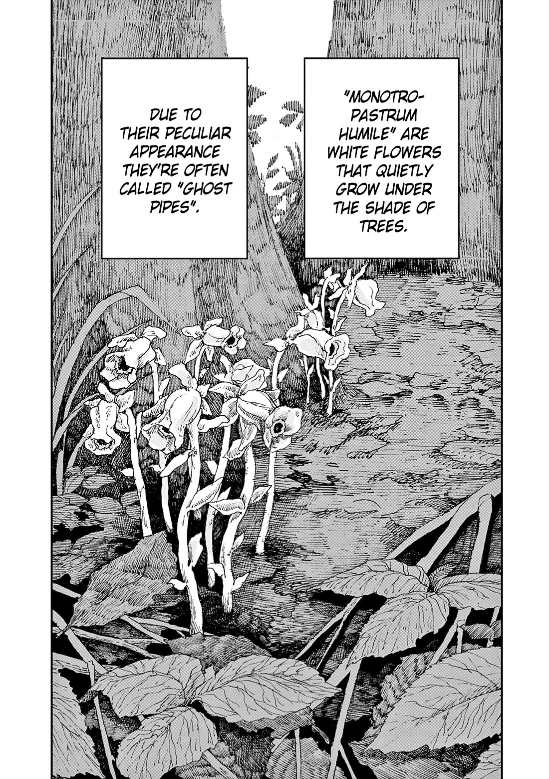 The Hundred Ghost Stories That Led to My Death Chapter 82 page 2 - Chapter 82: Ghost Pipes (Monotropastrum Humile)