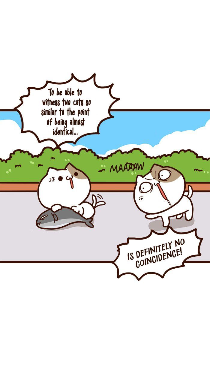 The Salary Man & Tofu the Funny Cat Chapter 11 page 17 - Chapter 11 : Which one is it?!