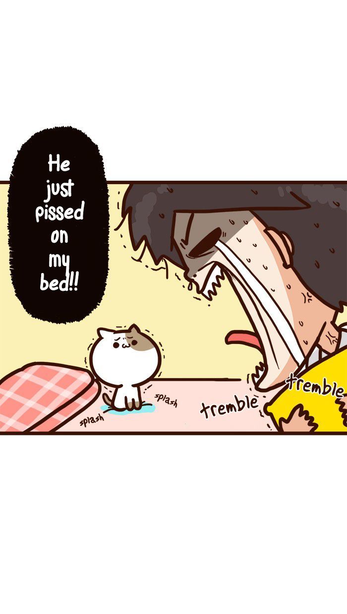 The Salary Man & Tofu the Funny Cat Chapter 8 page 25 - Chapter 8 : He hasn't got socks!