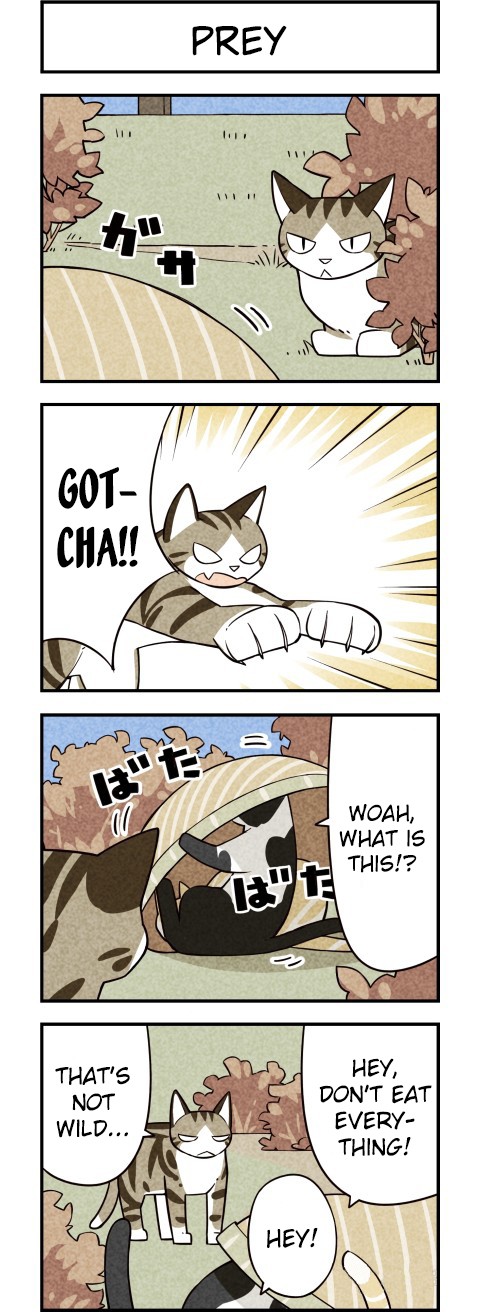 We Are Cats Chapter 16 page 5 - Chapter 16