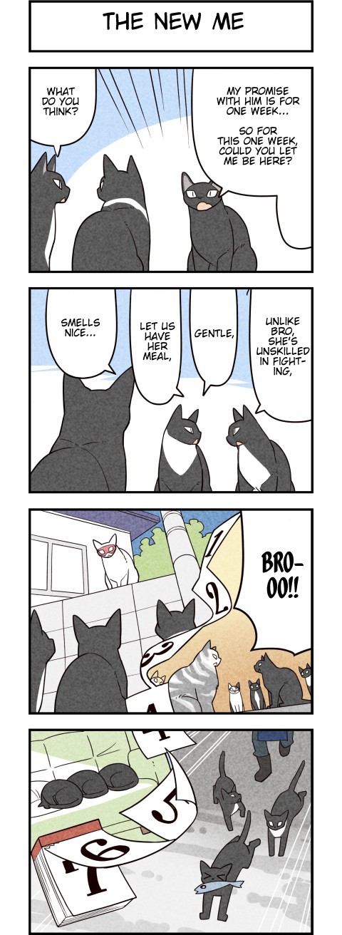 We Are Cats Chapter 57 page 3 - Chapter 57