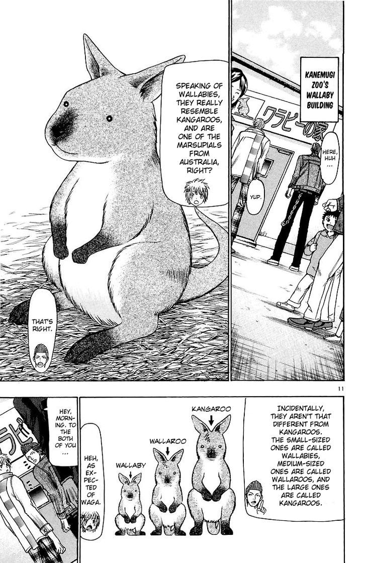 Wild Life Chapter 156 page 12 - Chapter 156 : Did you know about the Wallaroo?