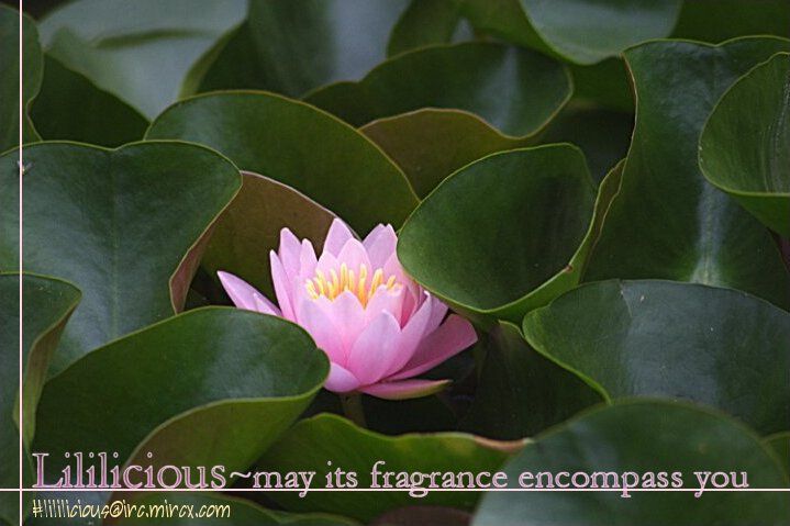 Yuri Shimai Chapter 1.3 page 2 - Vol.01 Chapter 3